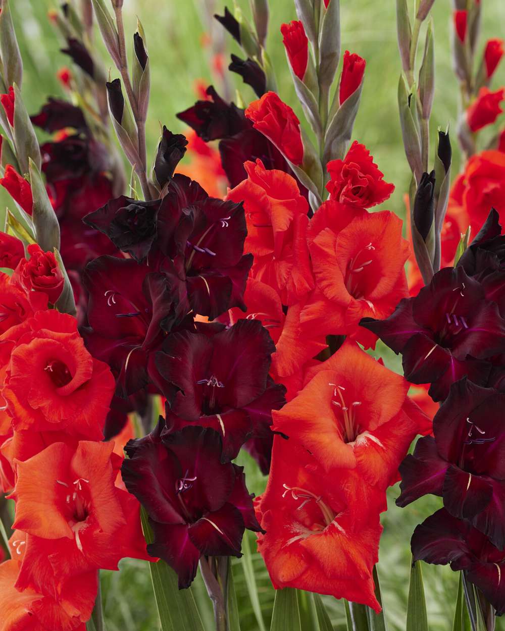 Gladiolusmix 'Fire & Fury'